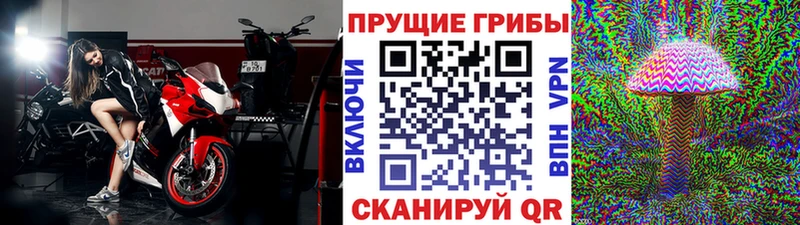 купить наркотики сайты  Бежецк  Галлюциногенные грибы Psilocybe 